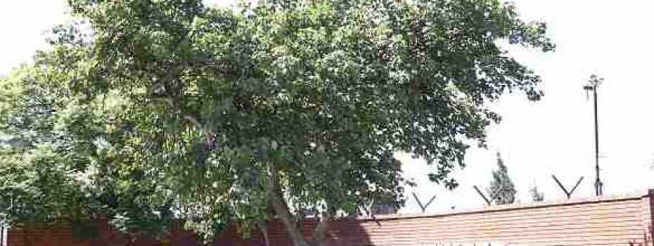 Mining Index Zimbabwe